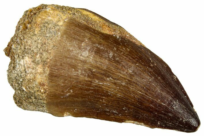 Fossil Mosasaur (Thalassotitan) Tooth - Morocco #330259